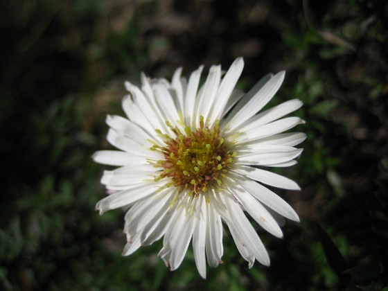 Aster 'Apollo'  
En vit Aster i närbild.  
2008-10-19 009  
Granudden  
Färjestaden  
Öland