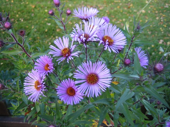 Aster { Blålila Astar i närbild. } 