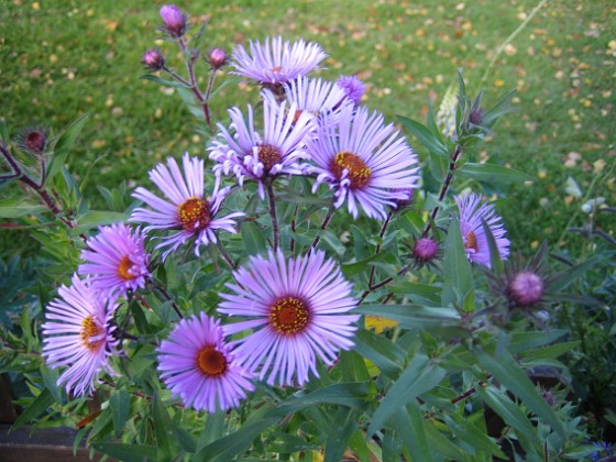 Aster 
Blålila Astrar i närbild.