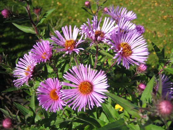 Aster  
Rödlila Astrar i närbild. Den här bilden har jag länge haft på mitt skrivbord.  
2008-10-19 017  
Granudden  
Färjestaden  
Öland