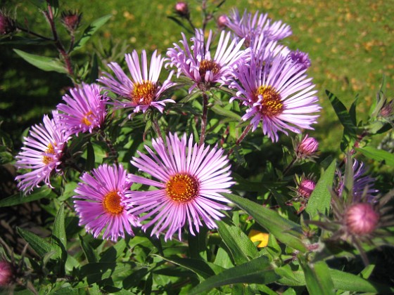 Aster  
Rödlila Astrar i närbild.  
2008-10-19 018  
Granudden  
Färjestaden  
Öland