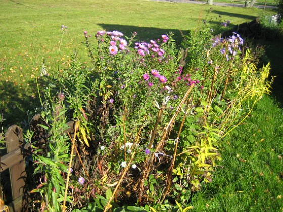 Astrar  
Astrar vid staketet.  
2008-10-19 023  
Granudden  
Färjestaden  
Öland