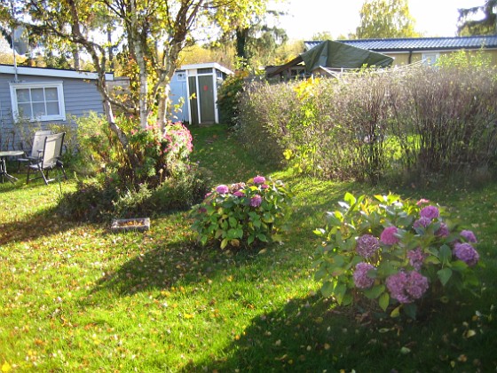 Hortensia  
Mina Hortensior sjunger på sista versen. Jag får hoppas de kommer upp tidigare nästa år.  
2008-10-19 027  
Granudden  
Färjestaden  
Öland