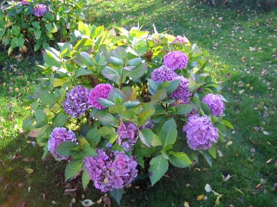 Hortensia  
Hortensiorna i närbild.  
2008-10-19 030  
Granudden  
Färjestaden  
Öland