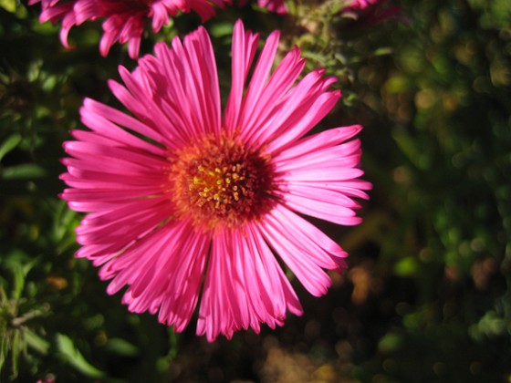 Aster { Luktaster i närbild. } 