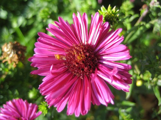 Aster { Luktaster i närbild. } 