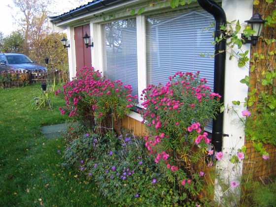 Altanen 
Luktaster vid Altanen. Alla dessa blommor kommer från tre plantor bara.