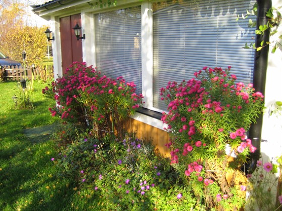 Altanen 
Luktaster vid Altanen. Alla dessa blommor kommer från bara tre plantor. Nästar år skall jag ta sticklingar och sätta ett par till så att det täcker hela väggen.