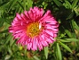 Aster  
Luktaster i närbild.  
2008-10-19 039