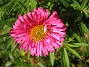 Aster  
Luktaster i närbild.  
2008-10-19 039