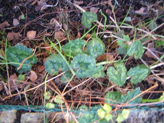 Cyklamen 
Det blev inga blommor på mina Cyklamen i år.