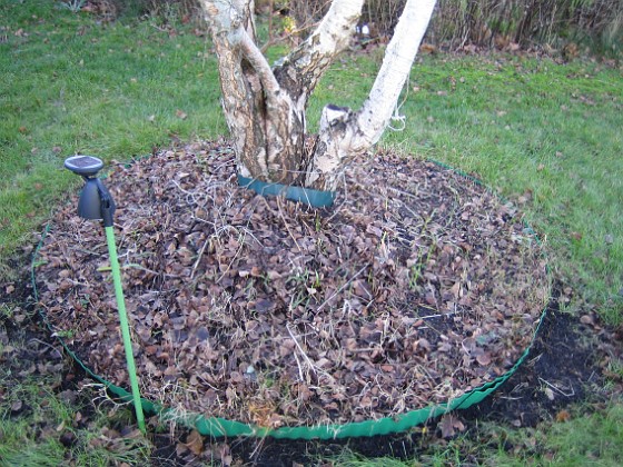 Björken  
Här skall det vara massor av Krokus om två månader!  
2008-12-21 036  
Granudden  
Färjestaden  
Öland