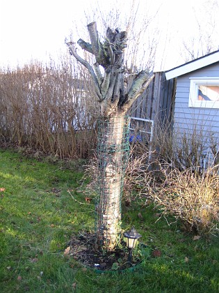 Körsbärsträdet  
  
2008-12-21 044  
Granudden  
Färjestaden  
Öland