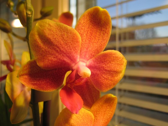 Orkide 
´Det här var en häftig färg tycker jag.