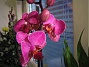 Orkide