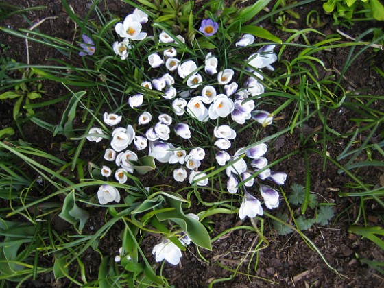 Krokus  
  
2009-04-04 004  
Granudden  
Färjestaden  
Öland