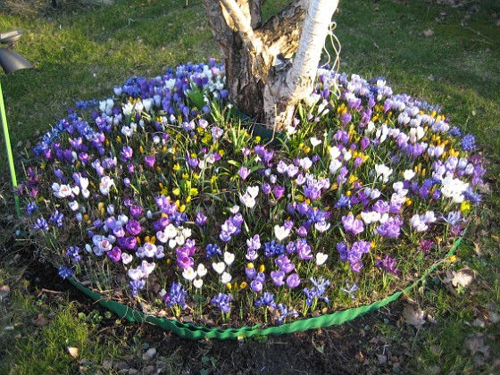 Krokus  
  
2009-04-04 007  
Granudden  
Färjestaden  
Öland