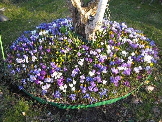 Krokus  
  
2009-04-04 008  
Granudden  
Färjestaden  
Öland