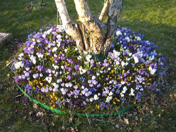 Krokus  
  
2009-04-04 009  
Granudden  
Färjestaden  
Öland