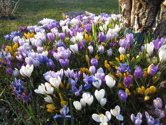 Krokus  
  
2009-04-04 011  
Granudden  
Färjestaden  
Öland