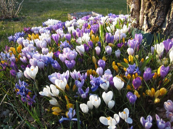 Krokus  
  
2009-04-04 012  
Granudden  
Färjestaden  
Öland