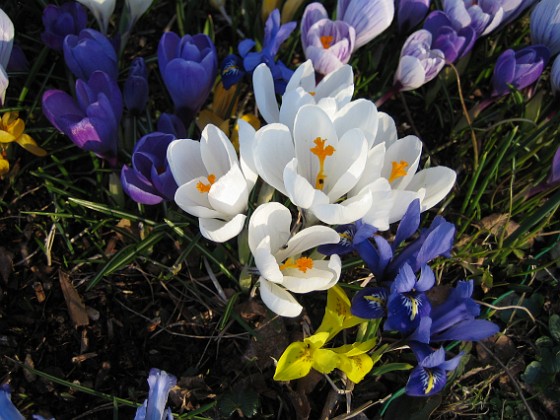 Krokus  
  
2009-04-04 013  
Granudden  
Färjestaden  
Öland