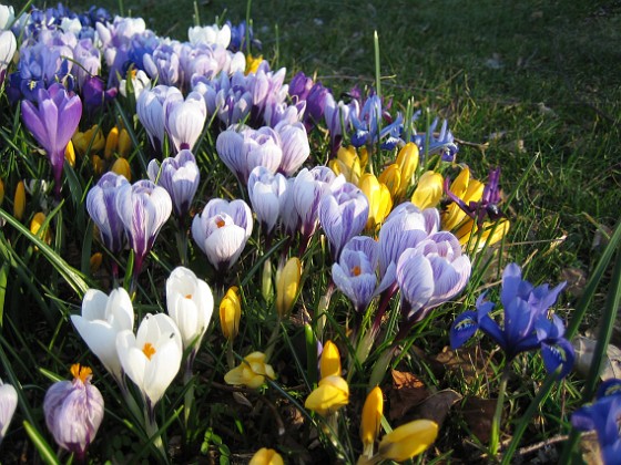 Krokus  
  
2009-04-04 014  
Granudden  
Färjestaden  
Öland