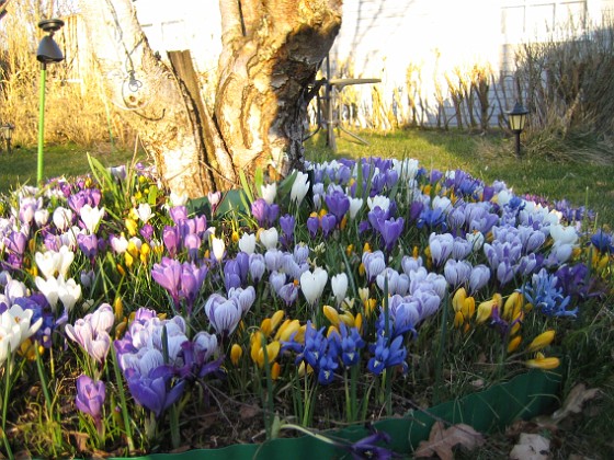 Krokus  
  
2009-04-04 016  
Granudden  
Färjestaden  
Öland