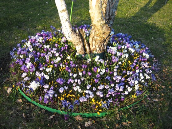 Krokus  
  
2009-04-04 017  
Granudden  
Färjestaden  
Öland