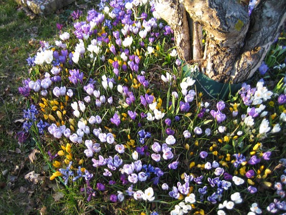 Krokus  
  
2009-04-04 020  
Granudden  
Färjestaden  
Öland