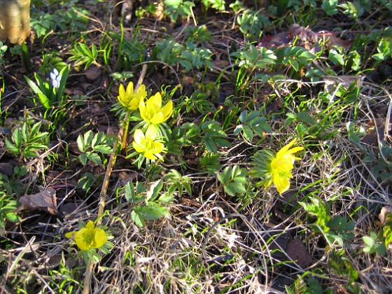 Vintergäck {  } 