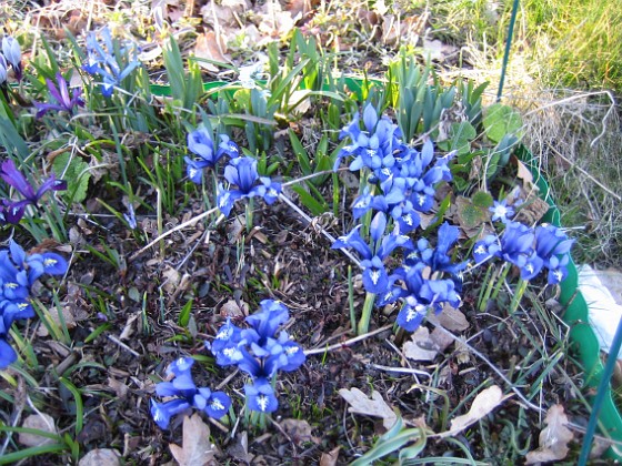 Iris  
  
2009-04-04 023  
Granudden  
Färjestaden  
Öland