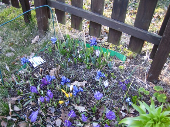 Iris  
  
2009-04-04 024  
Granudden  
Färjestaden  
Öland