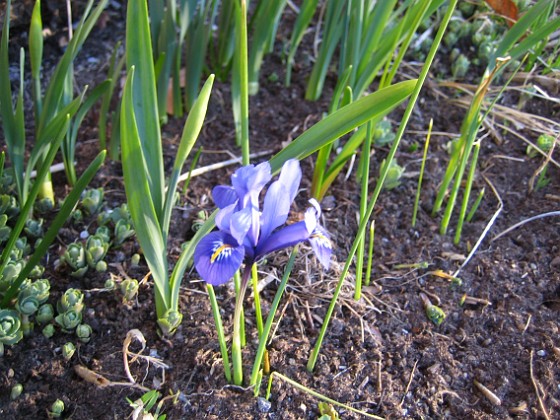 Iris  
  
2009-04-04 025  
Granudden  
Färjestaden  
Öland