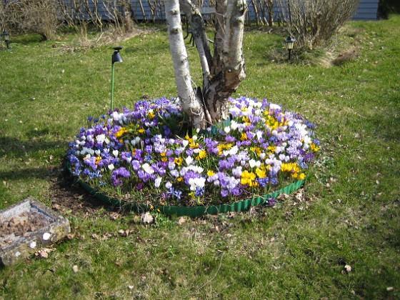 Krokus  
  
2009-04-05 026  
Granudden  
Färjestaden  
Öland