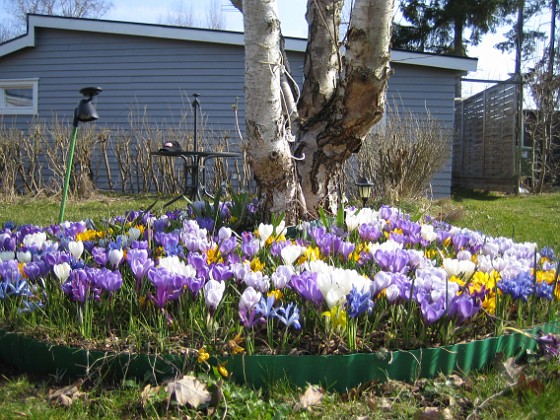 Krokus  
  
2009-04-05 027  
Granudden  
Färjestaden  
Öland