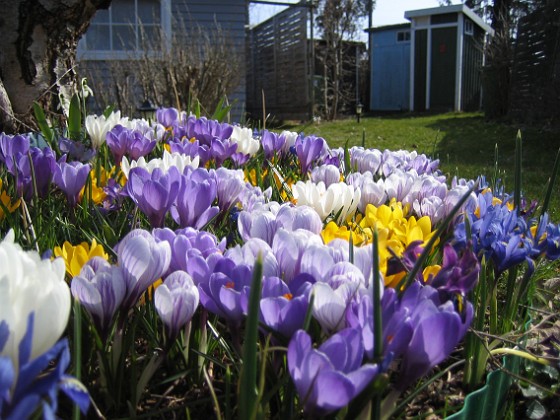 Krokus  
  
2009-04-05 028  
Granudden  
Färjestaden  
Öland