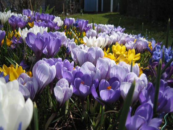 Krokus  
  
2009-04-05 029  
Granudden  
Färjestaden  
Öland