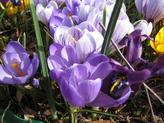 Krokus  
  
2009-04-05 035  
Granudden  
Färjestaden  
Öland