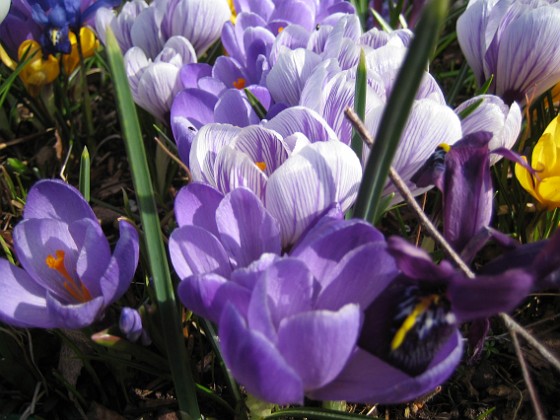 Krokus  
  
2009-04-05 036  
Granudden  
Färjestaden  
Öland