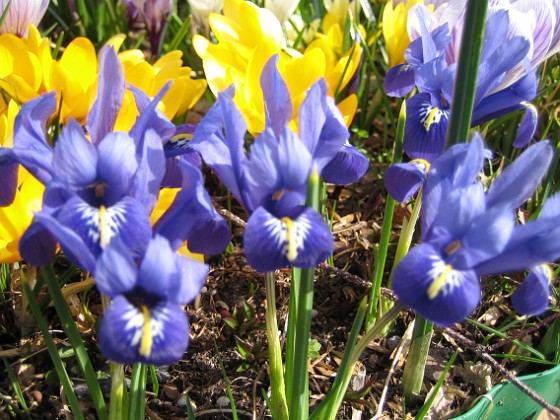 Iris  
  
2009-04-05 037  
Granudden  
Färjestaden  
Öland