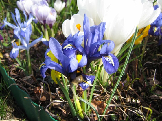 Iris  
  
2009-04-05 038  
Granudden  
Färjestaden  
Öland