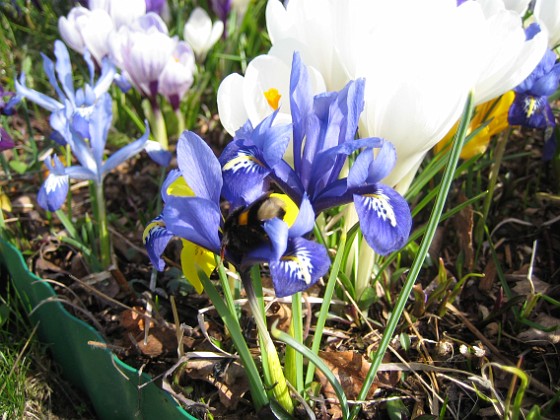 Iris  
  
2009-04-05 039  
Granudden  
Färjestaden  
Öland