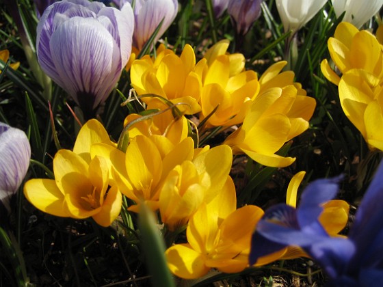 Krokus  
  
2009-04-05 041  
Granudden  
Färjestaden  
Öland