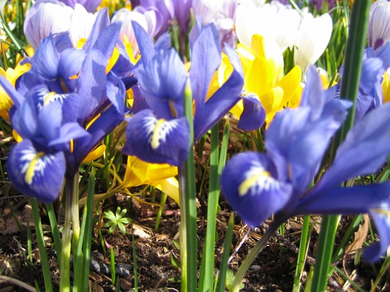 Iris  
  
2009-04-05 042  
Granudden  
Färjestaden  
Öland