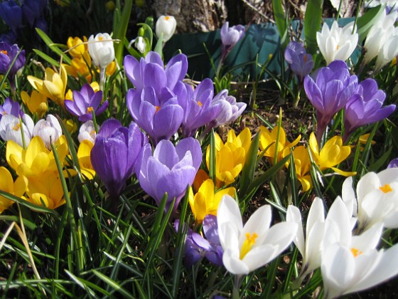 Krokus  
  
2009-04-05 046  
Granudden  
Färjestaden  
Öland