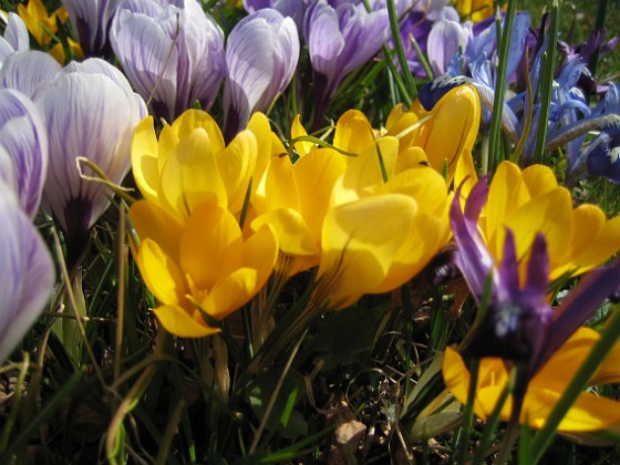 Krokus  
  
2009-04-05 048  
Granudden  
Färjestaden  
Öland