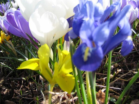 Iris  
  
2009-04-05 050  
Granudden  
Färjestaden  
Öland