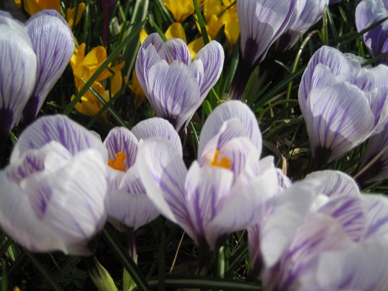 Krokus  
  
2009-04-05 054  
Granudden  
Färjestaden  
Öland