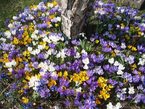 Krokus  
  
2009-04-05 056  
Granudden  
Färjestaden  
Öland